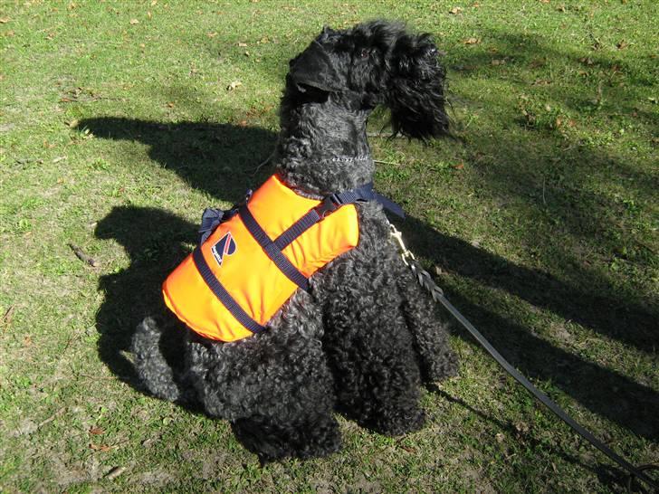 Kerry blue terrier Honour Bright Autum Leave - Jeg er begyndt til svømning, så jeg har fået min egen svømmevest billede 5