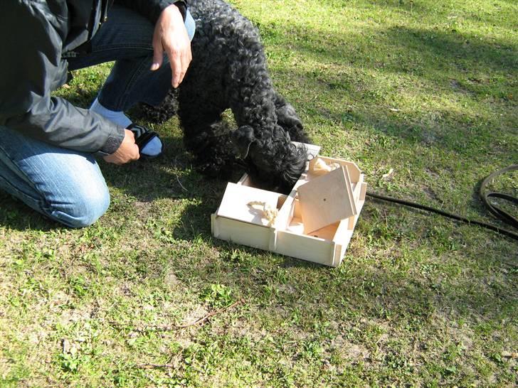 Kerry blue terrier Honour Bright Autum Leave billede 6