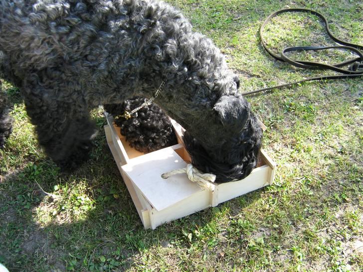 Kerry blue terrier Honour Bright Autum Leave billede 7