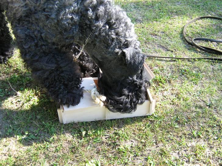Kerry blue terrier Honour Bright Autum Leave billede 8