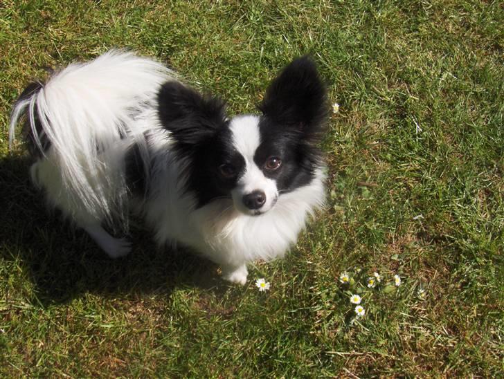 Papillon Alexander billede 17