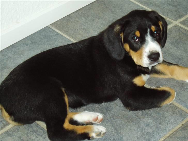 Entlebucher sennenhund Ludvig  - Er du nu der med kameraet igen?! billede 6