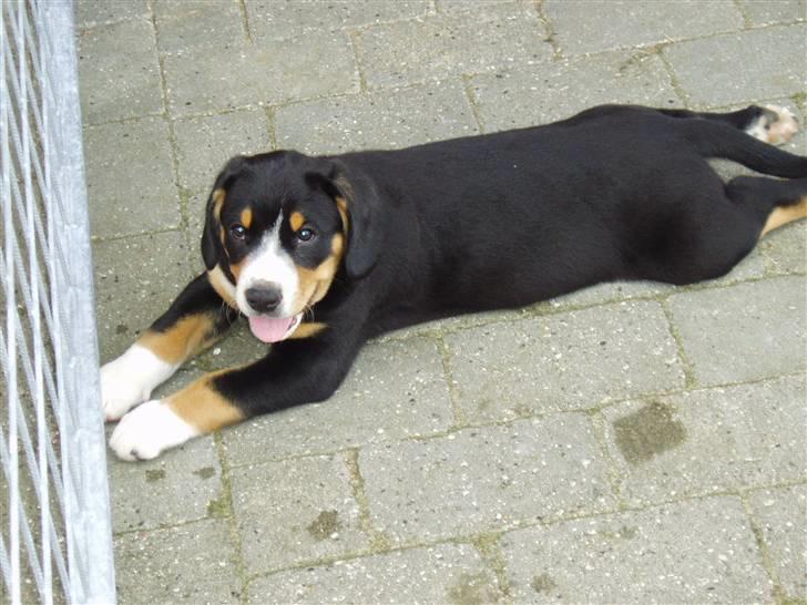 Entlebucher sennenhund Ludvig  - Jaaah jeg er fin! billede 7