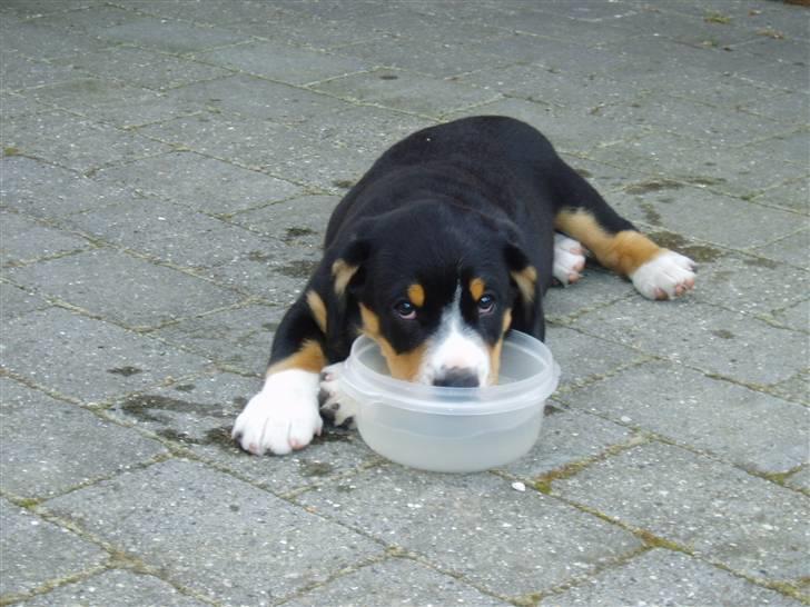 Entlebucher sennenhund Ludvig  - Hvorfor står/sidde når man kan ligge og drikke vand?! billede 8