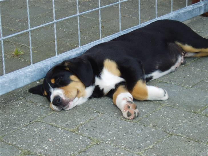 Entlebucher sennenhund Ludvig  - Man kan altså godt blive træt når man er SÅ lille! billede 9