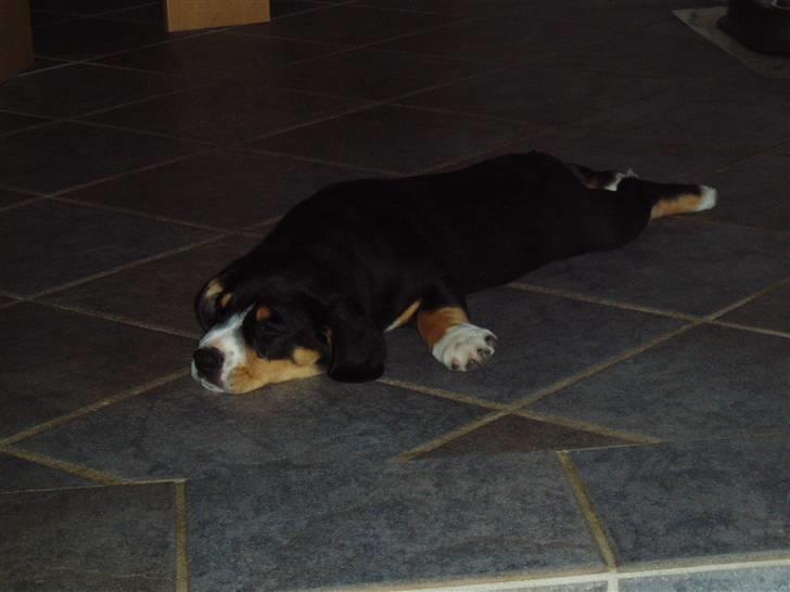 Entlebucher sennenhund Ludvig  - ZZZ! (og nej jeg ligner ikke en død muldvarpe når jeg sover) billede 10