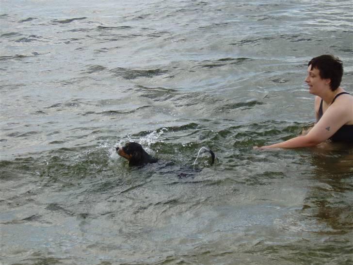 Entlebucher sennenhund Ludvig  - Det er slet ikke så ringe endda med det her svømme halløj billede 11