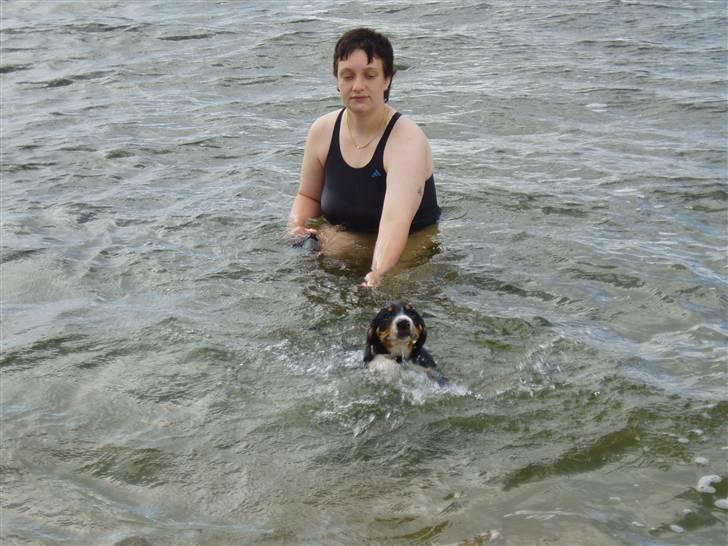 Entlebucher sennenhund Ludvig  - Nå skal vi ind til storebror igen..?! billede 12