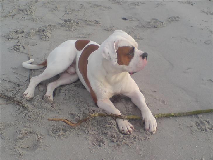 Amerikansk bulldog Alonzo - Strandløve... :) billede 1