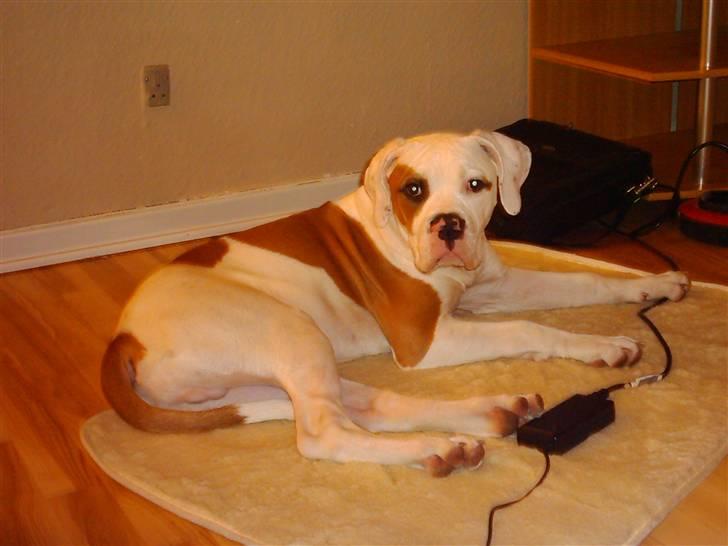 Amerikansk bulldog Alonzo billede 3