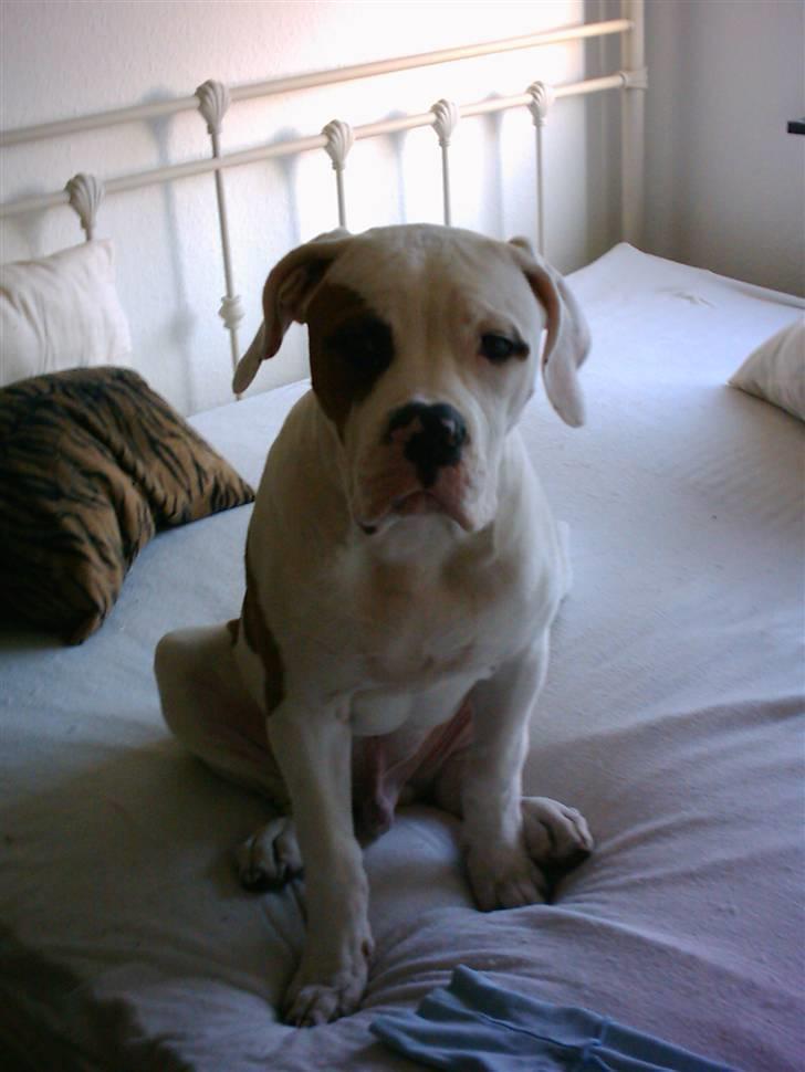 Amerikansk bulldog Alonzo billede 4