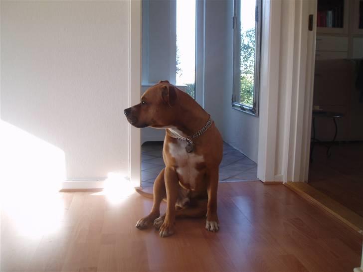 Amerikansk staffordshire terrier Charlie - Sit! ;) billede 10