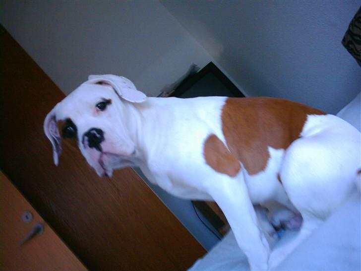 Amerikansk bulldog Alonzo billede 5