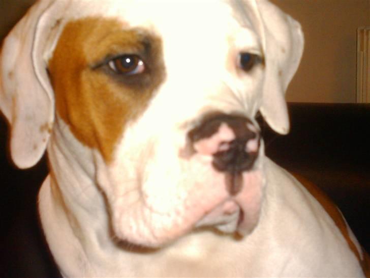 Amerikansk bulldog Alonzo billede 6