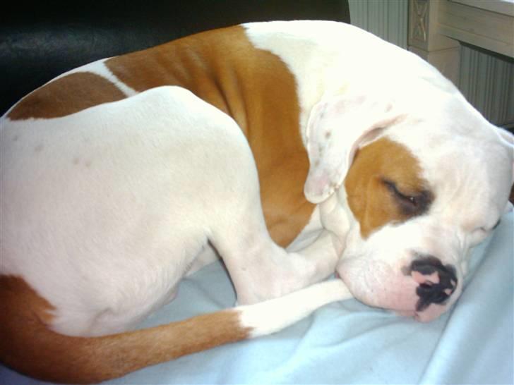 Amerikansk bulldog Alonzo billede 7