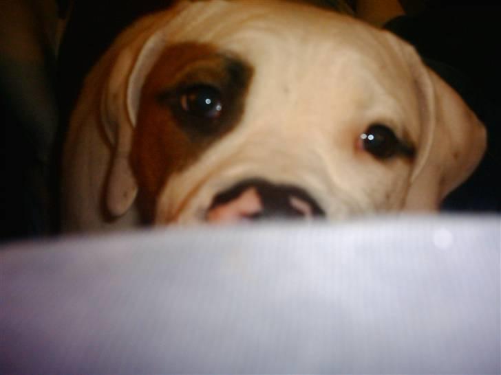 Amerikansk bulldog Alonzo - Så fandt mor mig.. billede 8