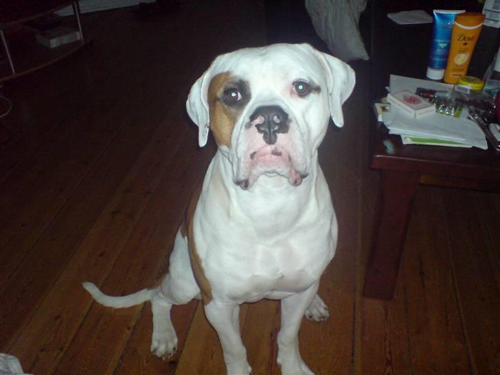 Amerikansk bulldog Alonzo billede 9