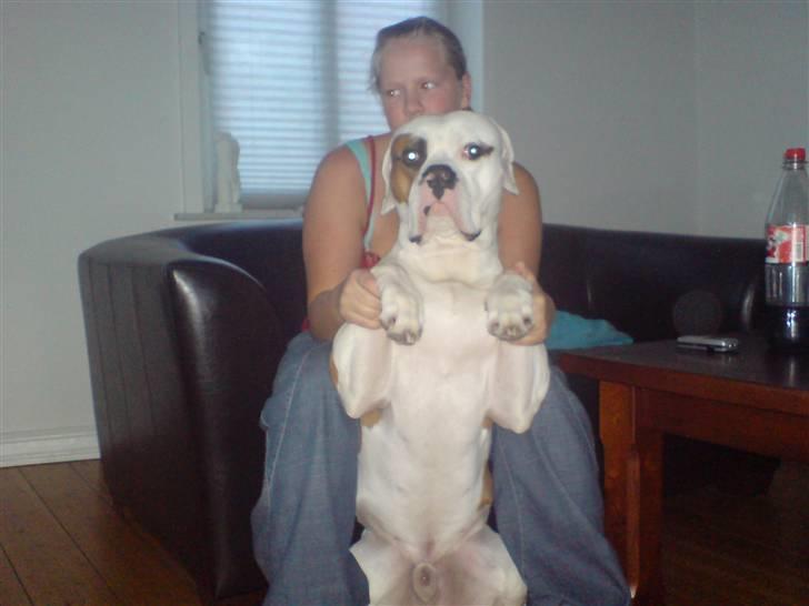 Amerikansk bulldog Alonzo - Se hvor stor jeg er, mor.. :) billede 11