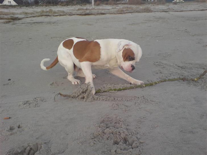 Amerikansk bulldog Alonzo billede 12