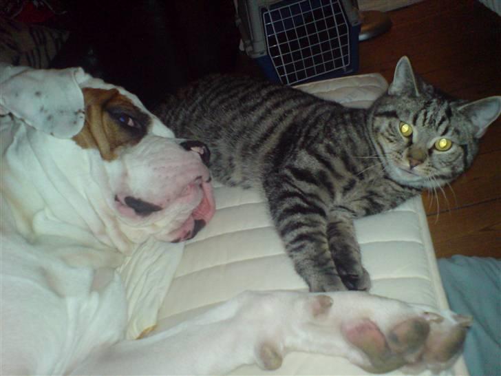 Amerikansk bulldog Alonzo - Min bedste lege kammerat.. :) billede 13