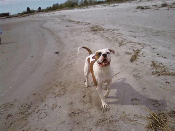 Amerikansk bulldog Alonzo billede 14