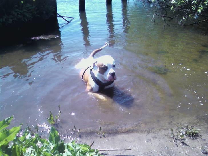 Amerikansk bulldog Alonzo - Jeg ved ikke noget bedre end vand..! billede 15