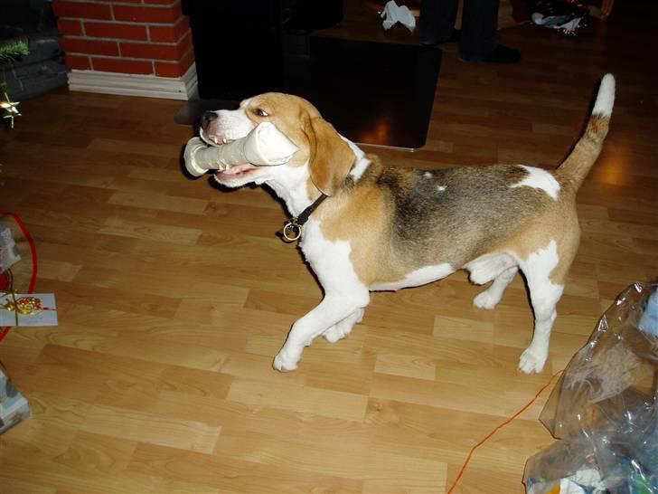 Beagle Disney Død d.19 feb 2011 billede 7