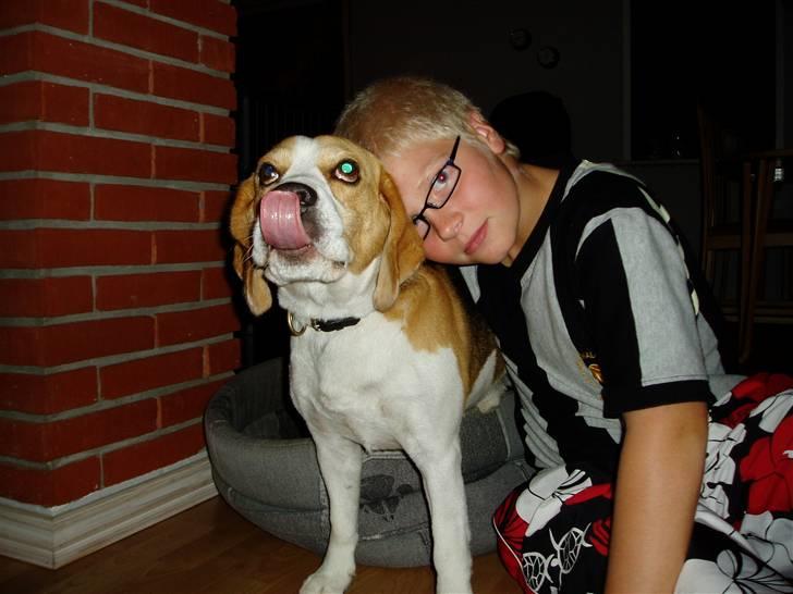 Beagle Disney Død d.19 feb 2011 billede 8