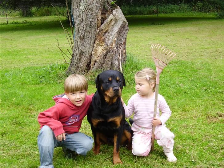Rottweiler Maximilius billede 9