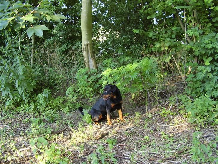 Rottweiler Maximilius billede 10
