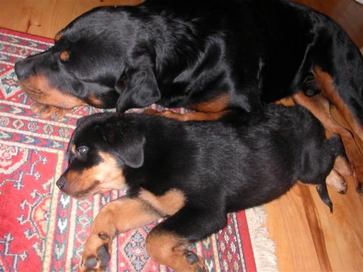 Rottweiler Maximilius billede 11