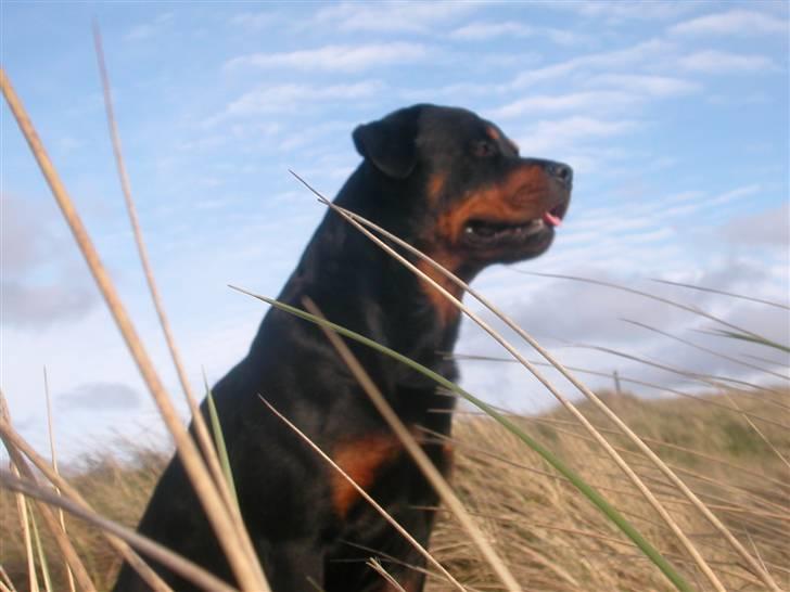 Rottweiler Maximilius billede 12