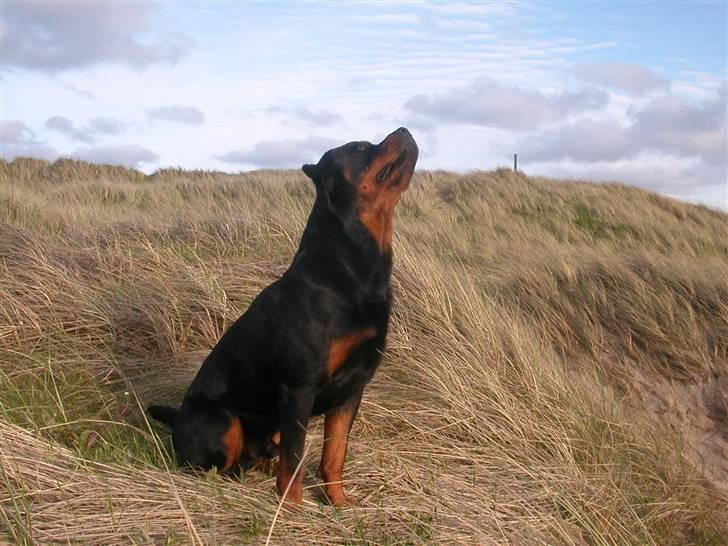 Rottweiler Maximilius billede 13