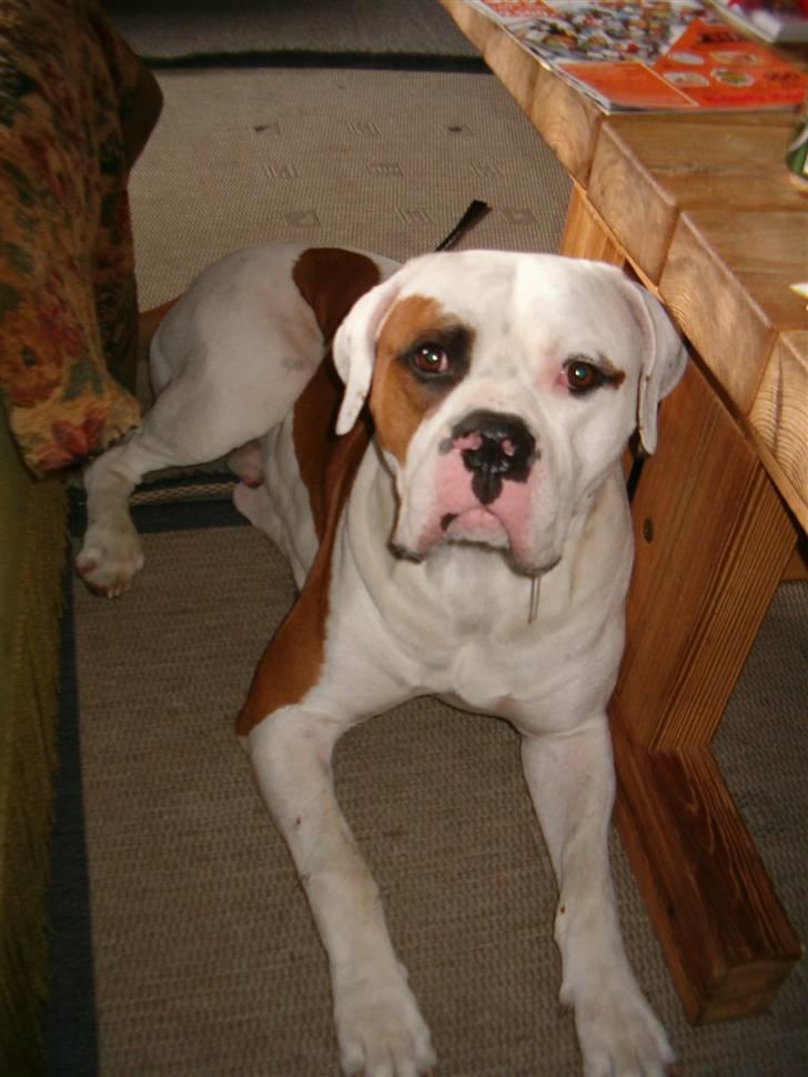 Amerikansk bulldog Alonzo billede 16