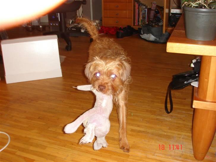 Blanding af racer bel (solgt) - nej moar gider ikke flere billeddeer nuy. billede 4