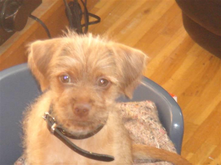 Blanding af racer bel (solgt) billede 5