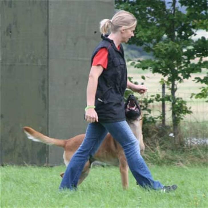 Malinois IPO3 Vandalen´s Iroc - over regnbuen  - Lidt lydighedstræning, aug 07 billede 20