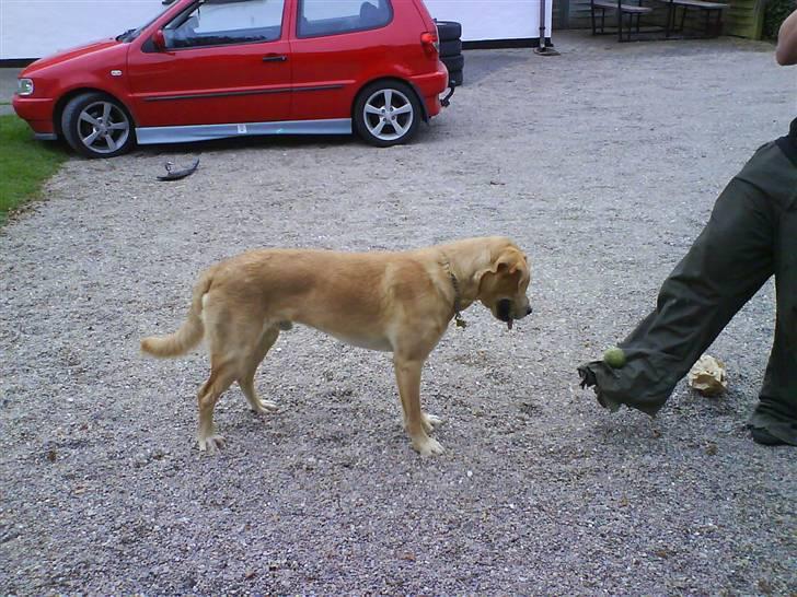 Labrador retriever max billede 15
