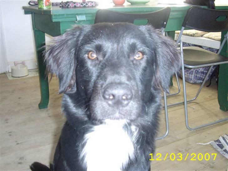 Blanding af racer Pelle billede 1