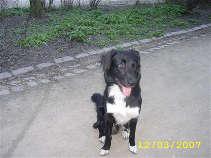 Blanding af racer Pelle billede 2