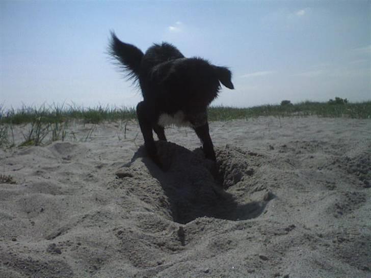 Blanding af racer Pelle - Pelle Strandløve billede 3