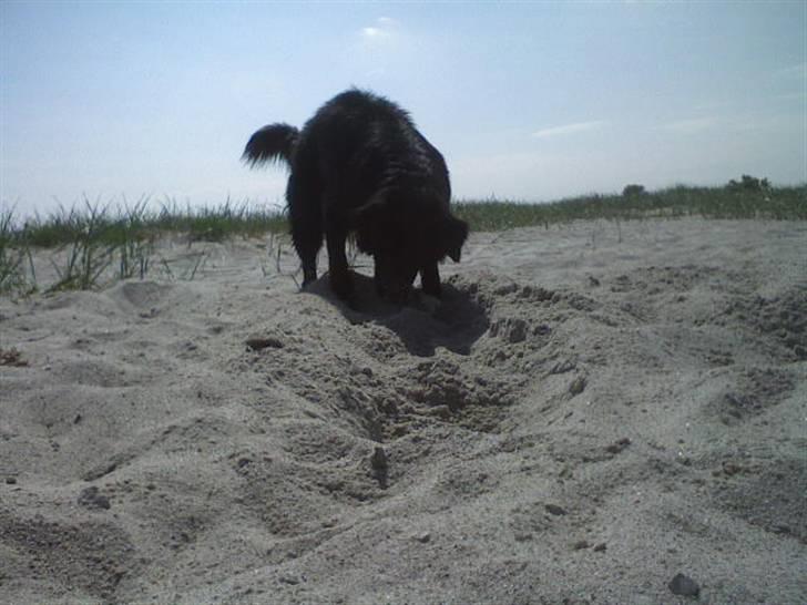 Blanding af racer Pelle billede 4