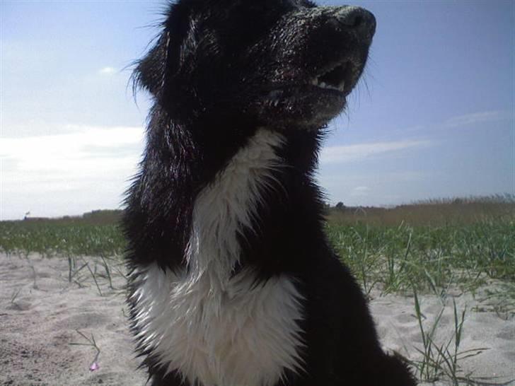 Blanding af racer Pelle billede 5