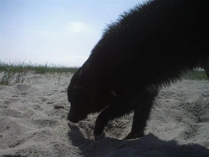 Blanding af racer Pelle billede 6