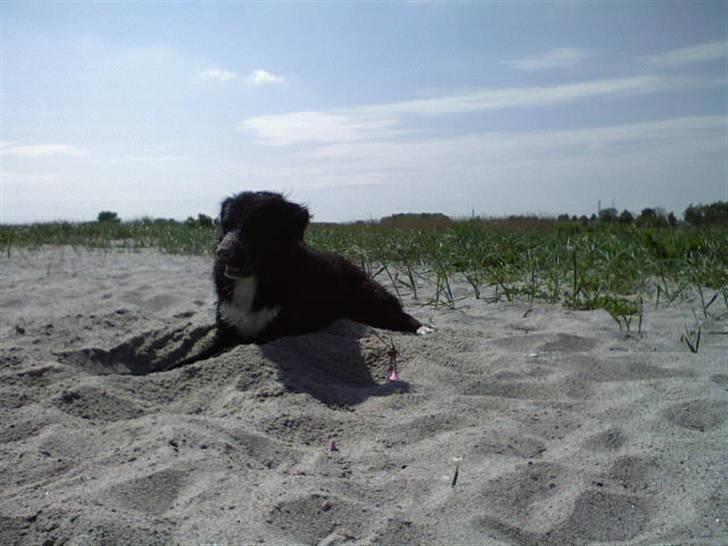 Blanding af racer Pelle billede 7