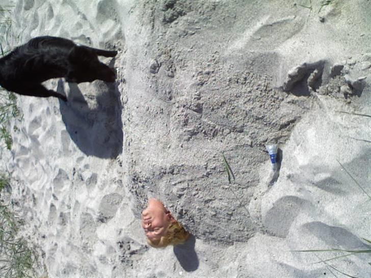 Blanding af racer Pelle billede 8