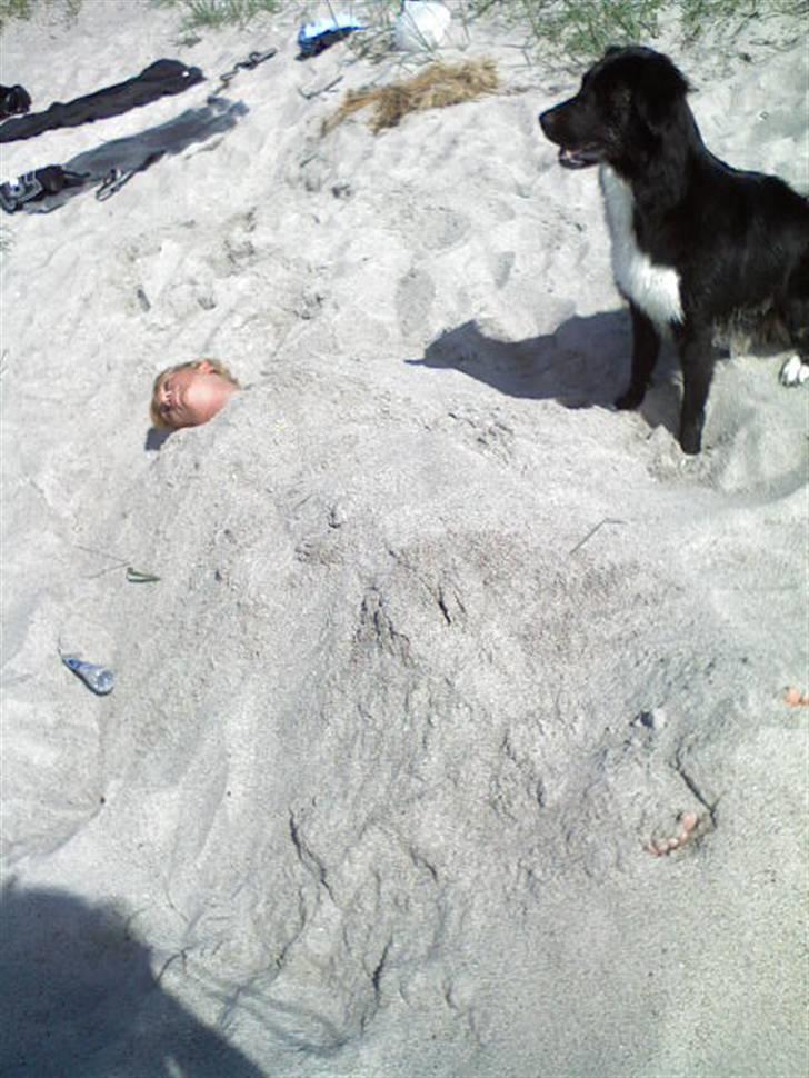 Blanding af racer Pelle billede 9