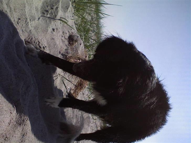 Blanding af racer Pelle billede 10