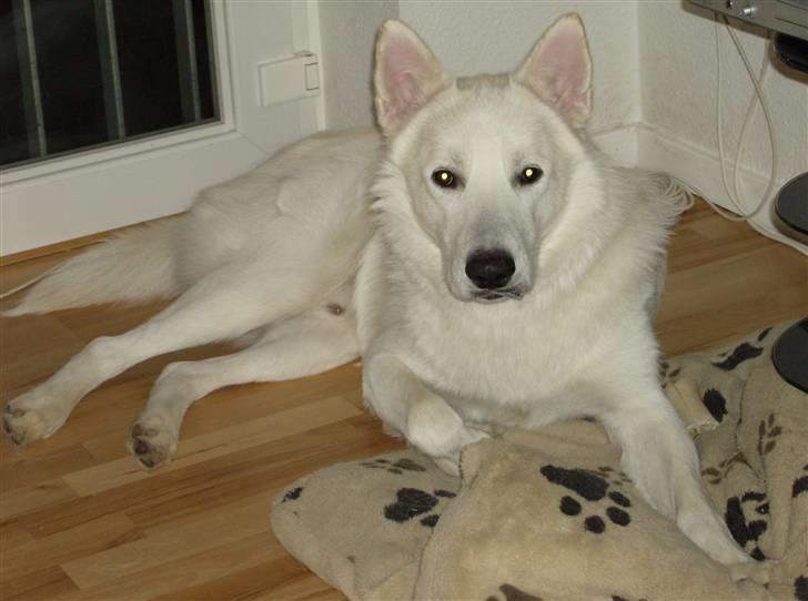 Blanding af racer Iga billede 10