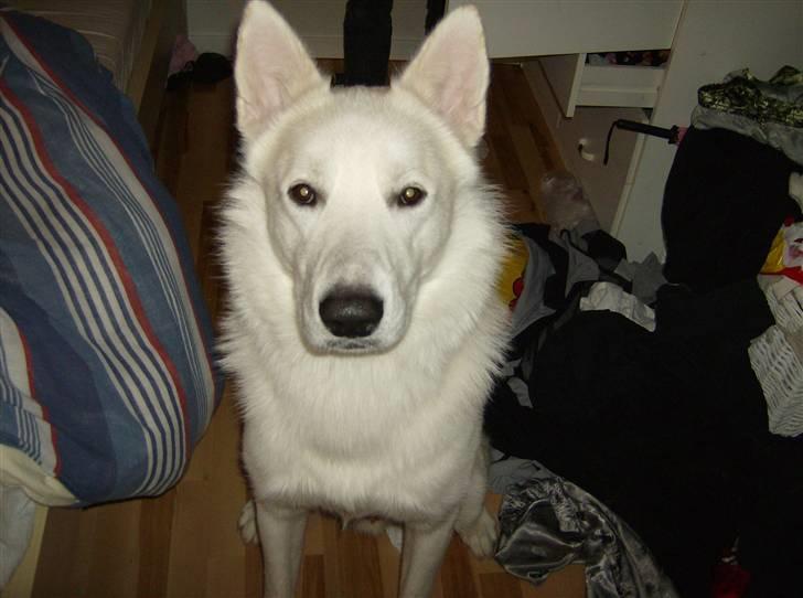 Blanding af racer Iga billede 11